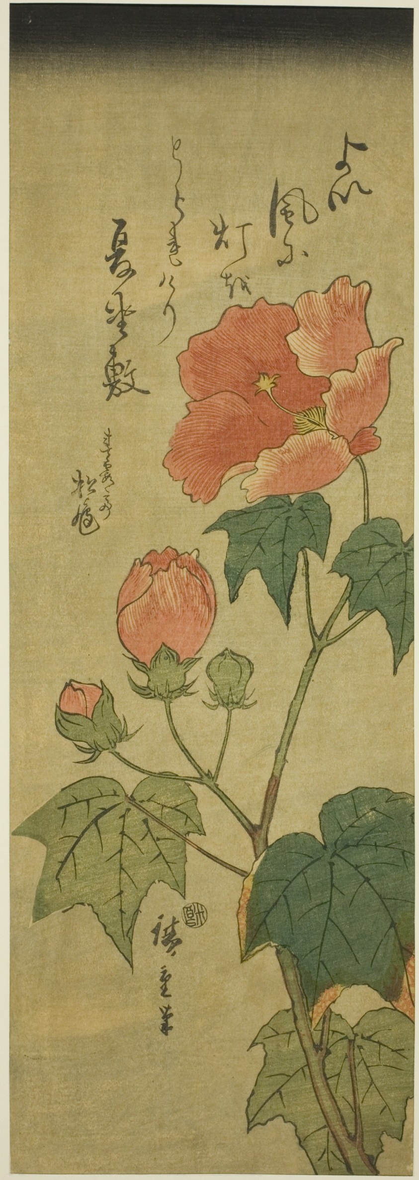 Hibiscus
